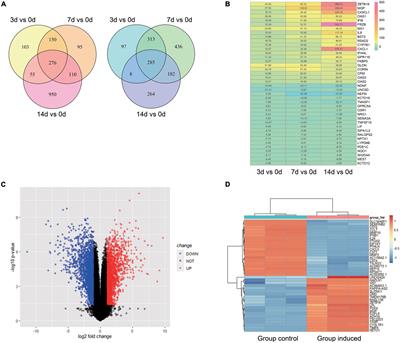 Bioinformatics Analysis Identified miR-584-5p and Key miRNA-mRNA Networks Involved in the Osteogenic Differentiation of Human Periodontal Ligament Stem Cells